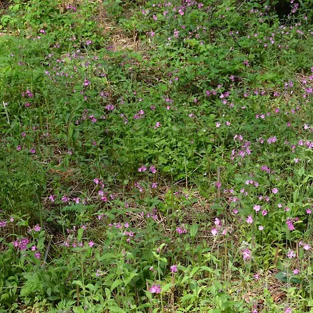 Pientalo Tukikohtana Laehellae Joensuuta Tatil Evi