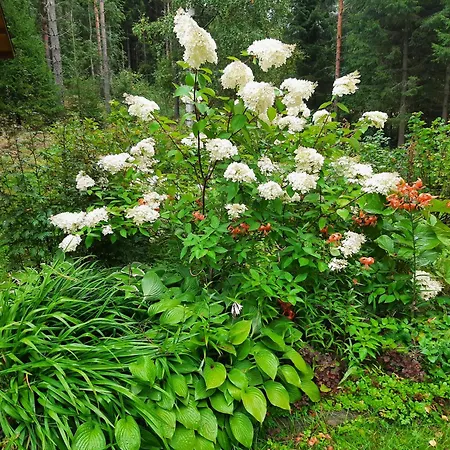 Pientalo Tukikohtana Laehellae Joensuuta * Kulho
