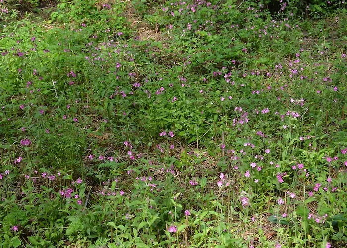 Pientalo Tukikohtana Laehellae Joensuuta 度假居